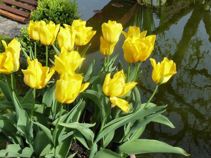 Frühling