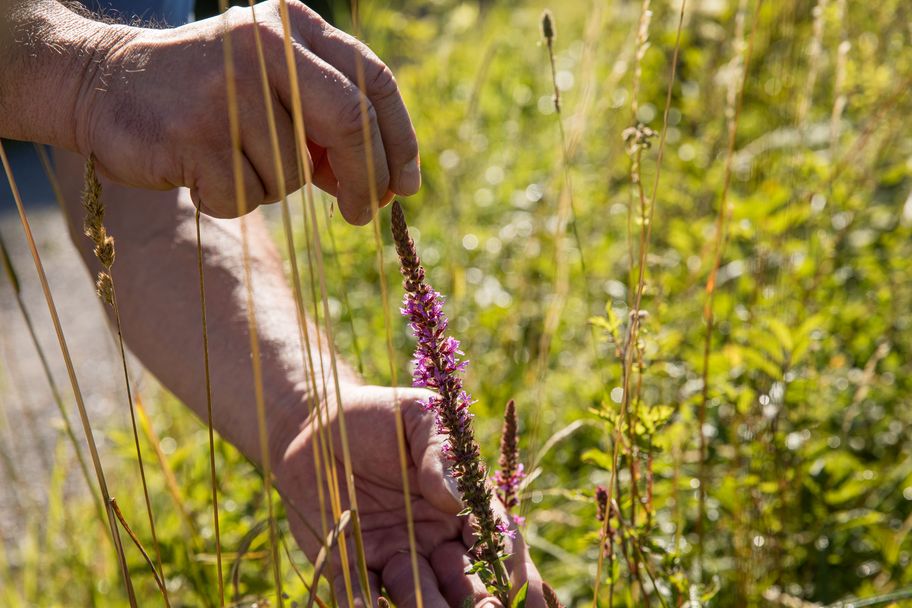 Einkehrrunde - Isny für Naturfreunde und Feierabendgenießer