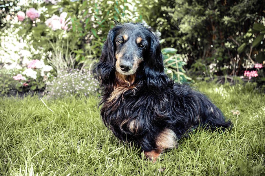 Unser Dackel Maxi