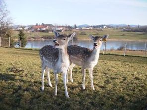 damhirsche