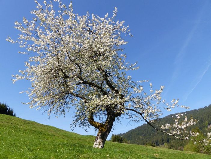 Der alte Kirschbaum in voller Blüte