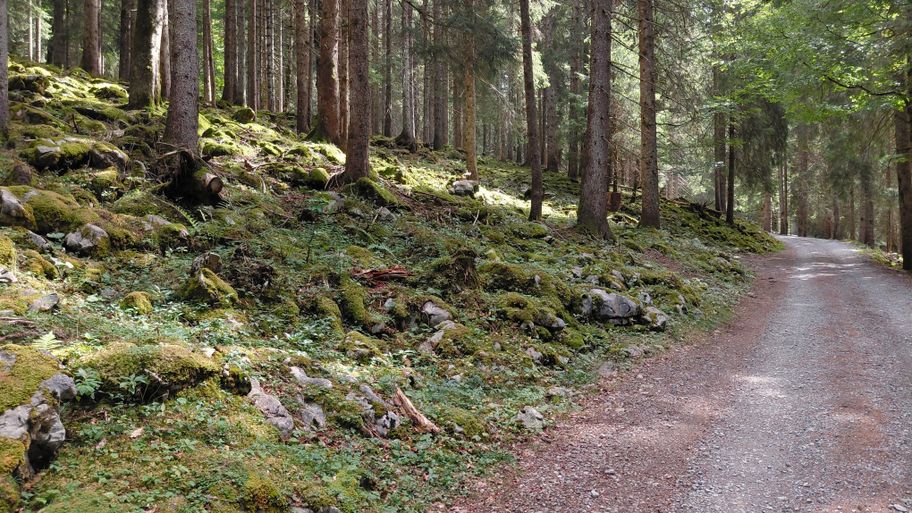 Wald auf Schutthalden