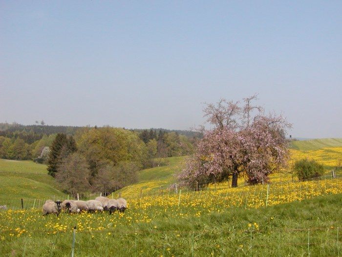 Erholen Sie inmitten blühender Wiesen