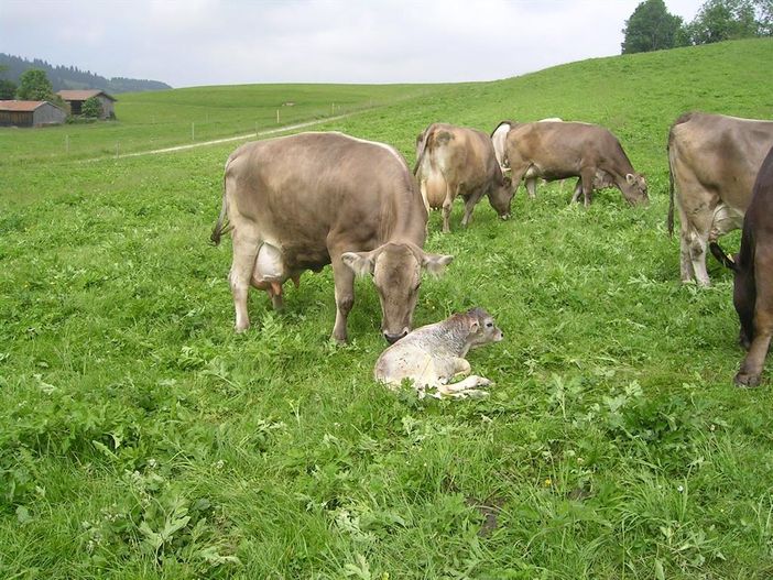 Unser Nachwuchs auf der Weide