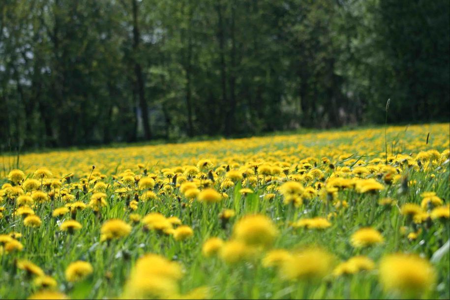 Löwenzahnblüte