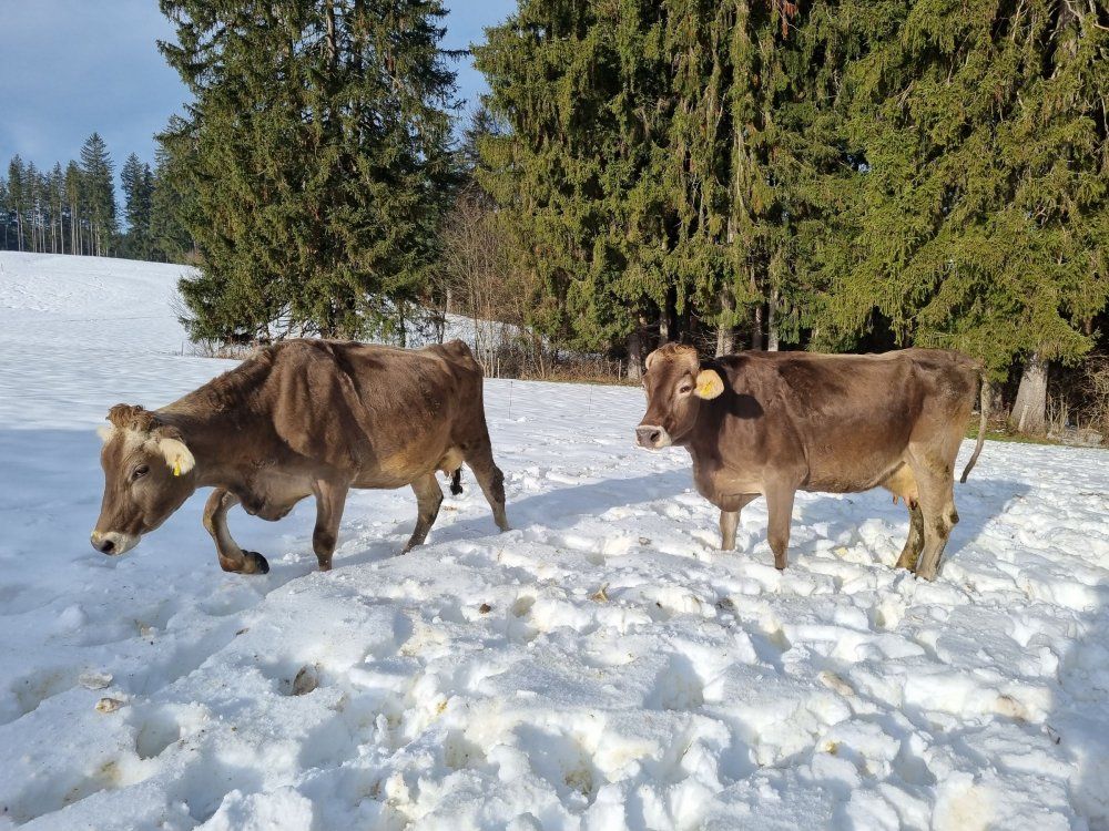 Auslauf im Winter