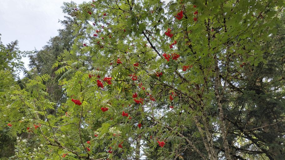 Im Spätsommer sind die korallroten Früchte der Eberesche zu sehen