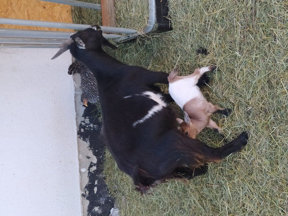 Zwergziegennachwuchs