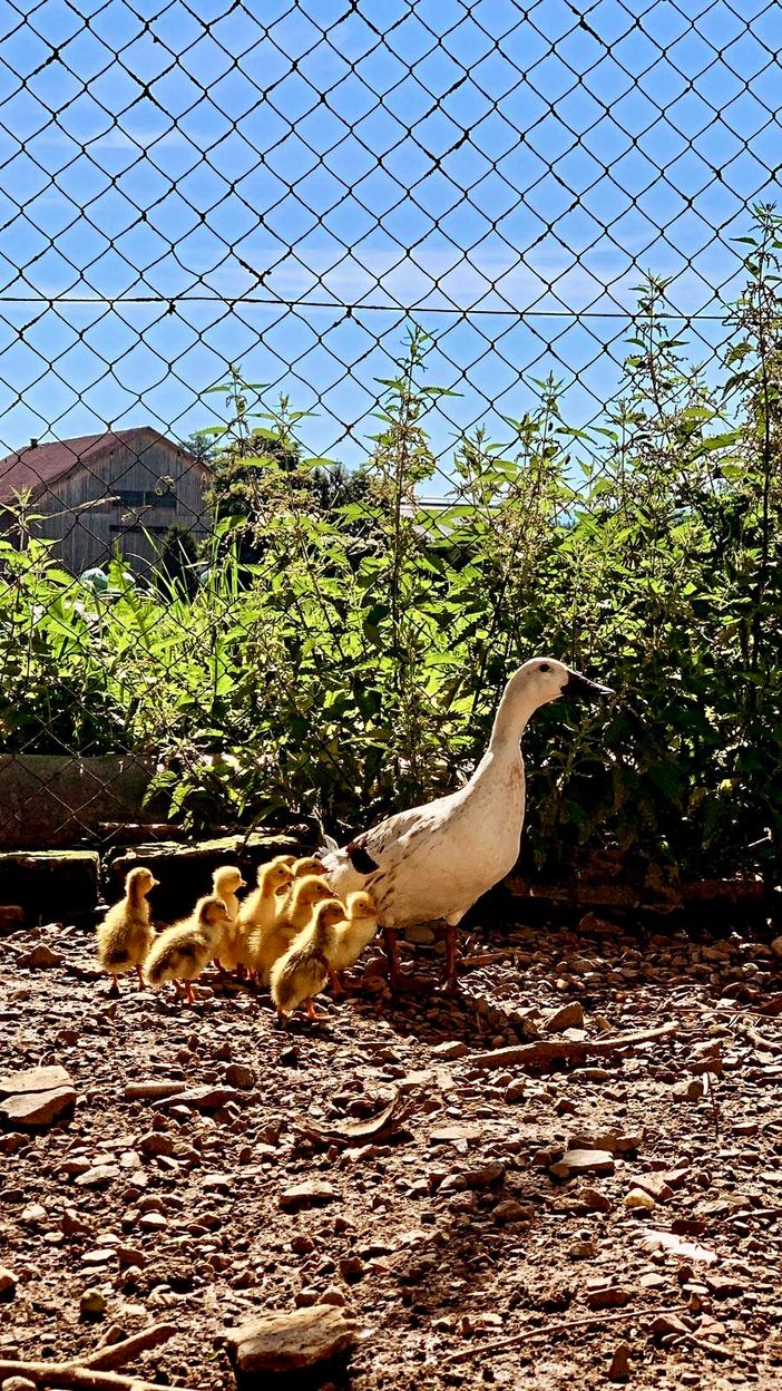 enten