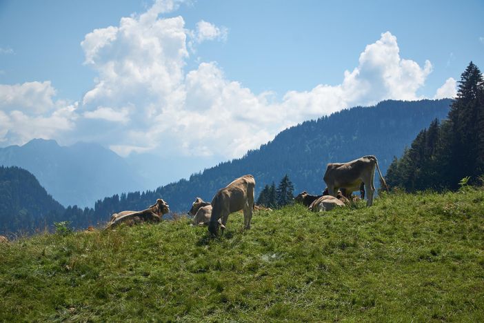 Idyllle pur