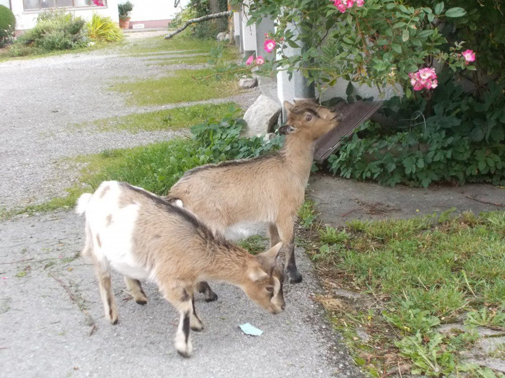 Unsere gefrässigen Ziegen