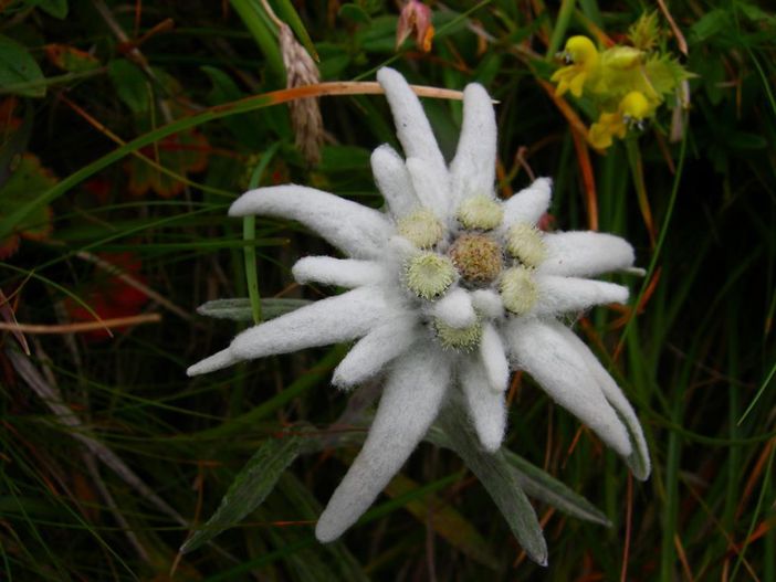 Edelweiss