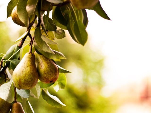 Birnenbaum vor dem Haus