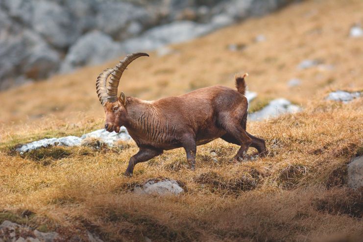 Steinbock