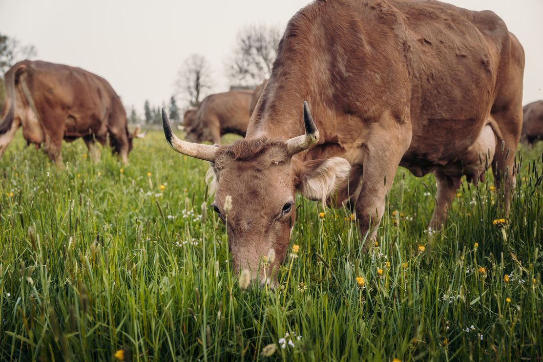 grasende Hornkuh