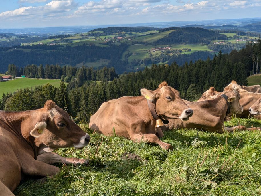 Waltnersalpe