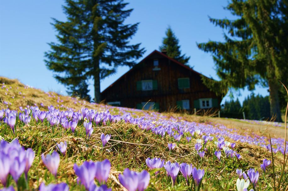 Krokusblüte am Hündle