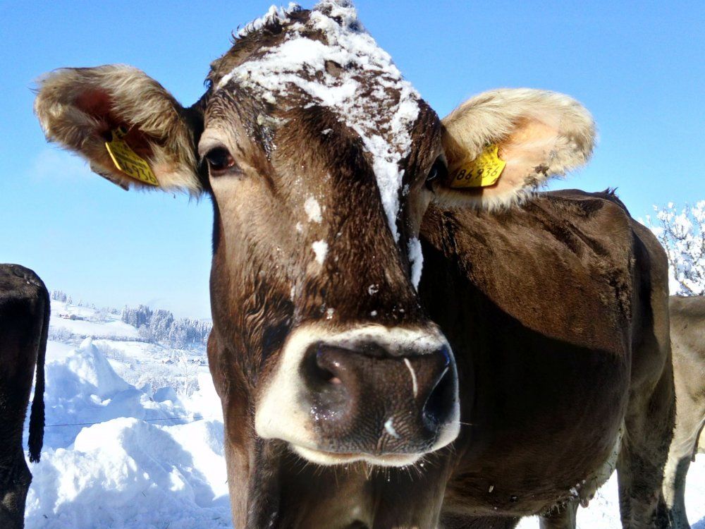 Kühe im Schnee