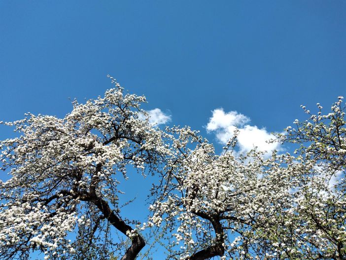 Apfelblüte