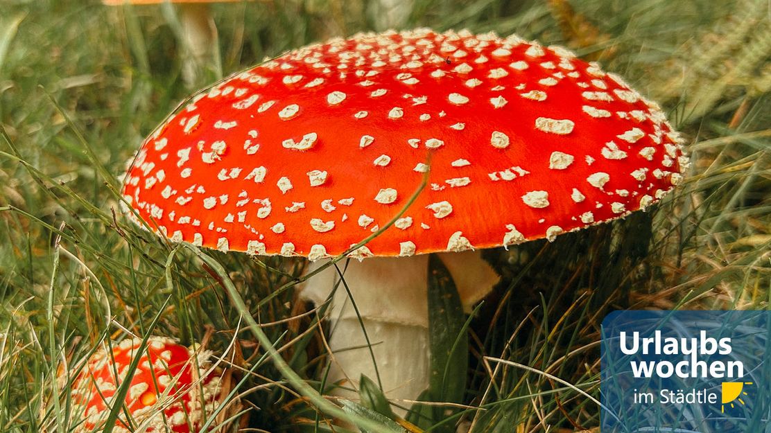 Fliegenpilz © Tourist Information Immenstadt