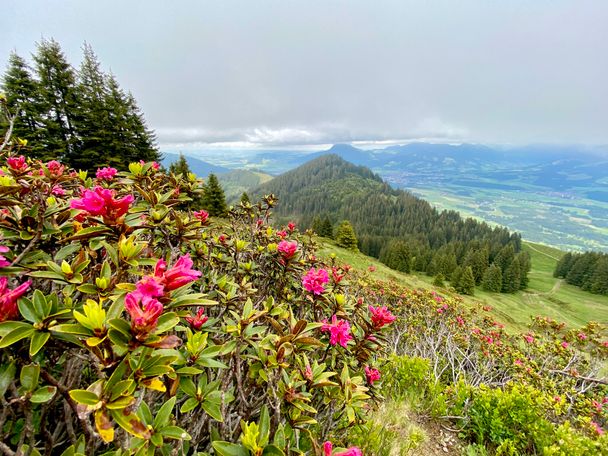 Alpenrosen am Ragiswanger Horn