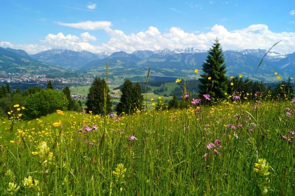 Blumen- und Käuterwiesen oberhalb Hüttenberg mit traumhafter Aussicht