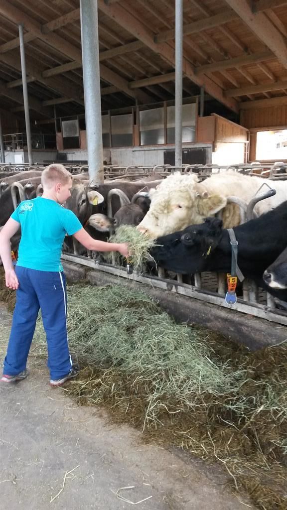 Im Stall beim Kühe füttern