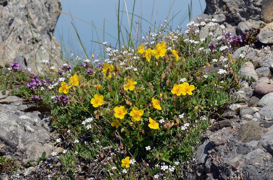 Vom Hochgrat über die Nagelfluhkette zum Mittag