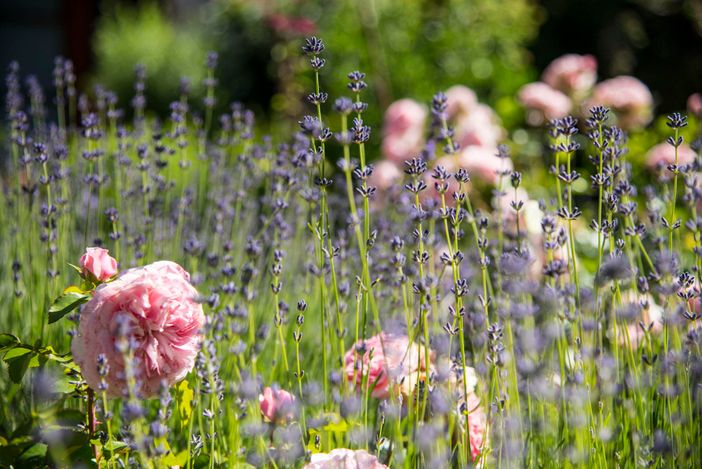 Blumen