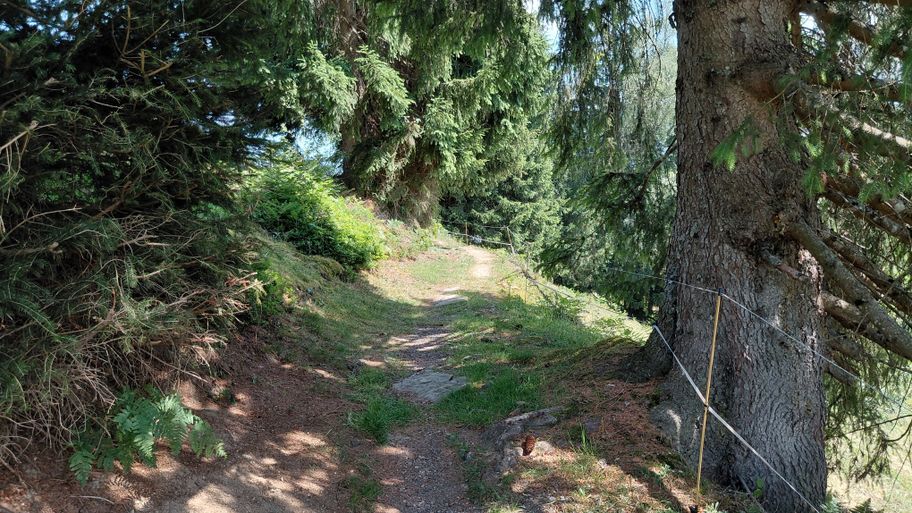 Weg zurück Richtung Waldrast