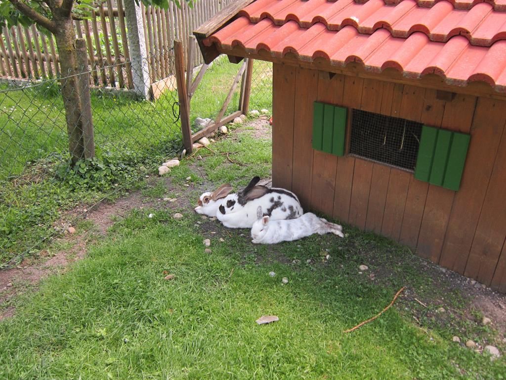 Hasen im Auslaufgehege