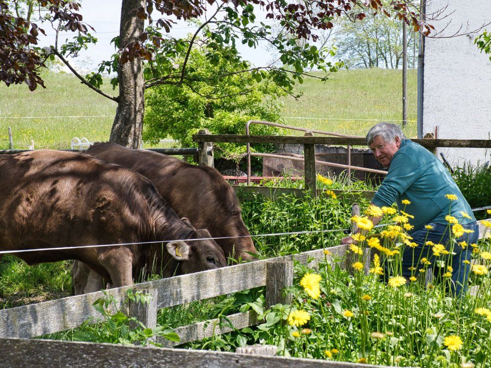 Opa Josef und sein Braunvieh
