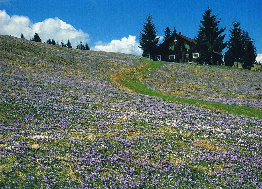 Krokusse am Hündle