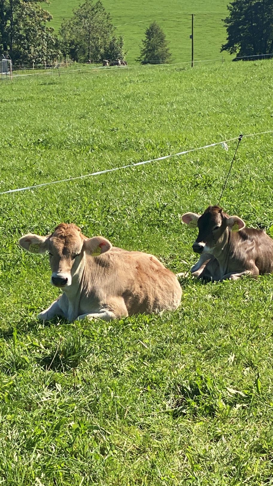 Kühe prägen das Landschaftsbild in Altusried.