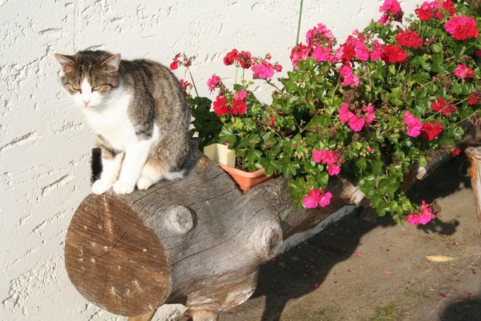 Socke in der Sonne