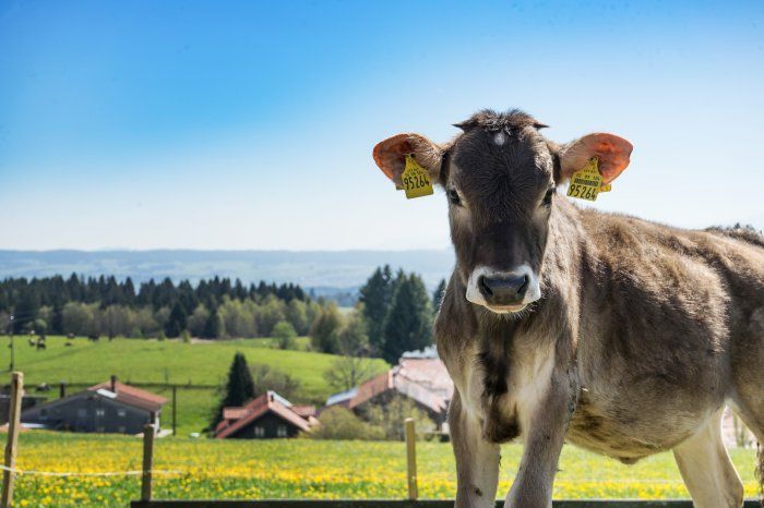 Urlaub auf dem Bauernhof - Biolandhof Maidel