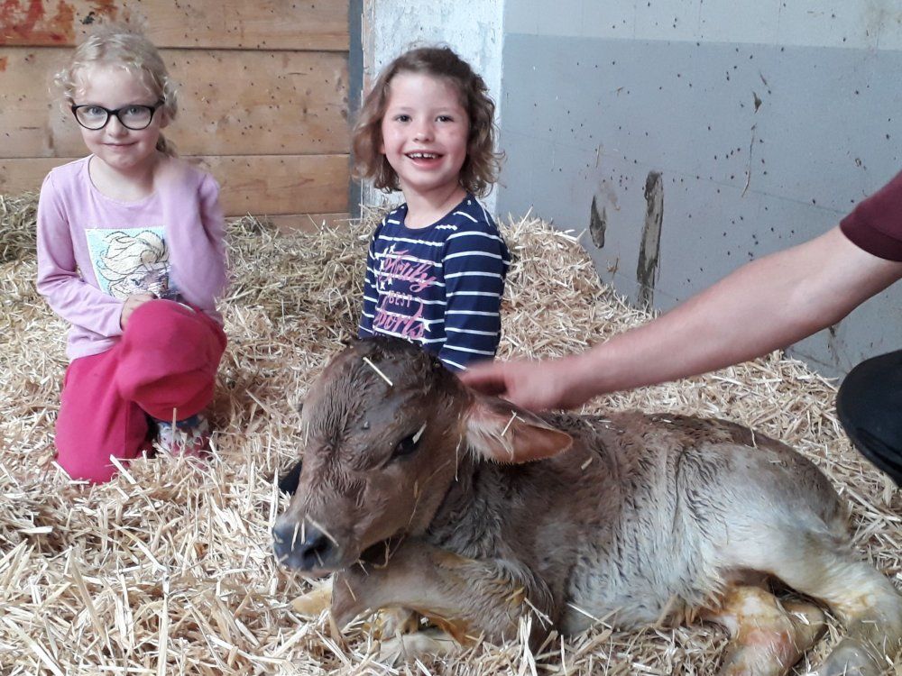 Ein Kälbchen kam zur Welt