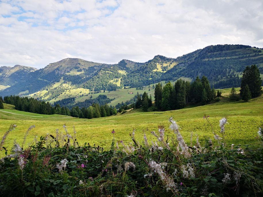 Blick zum Hochgrat