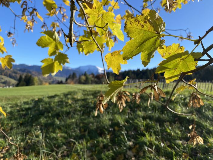 Pferdekoppel im Herbst