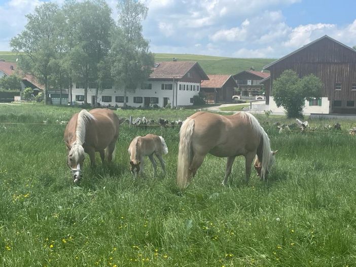 Unsere Haflinger