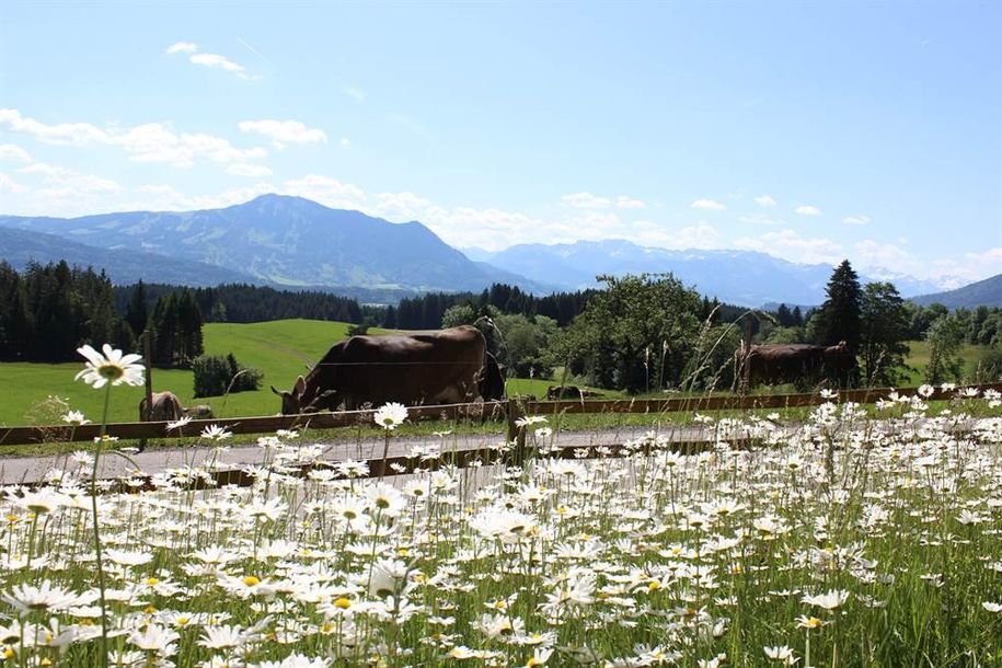 Margarittenwiese vor dem Haus