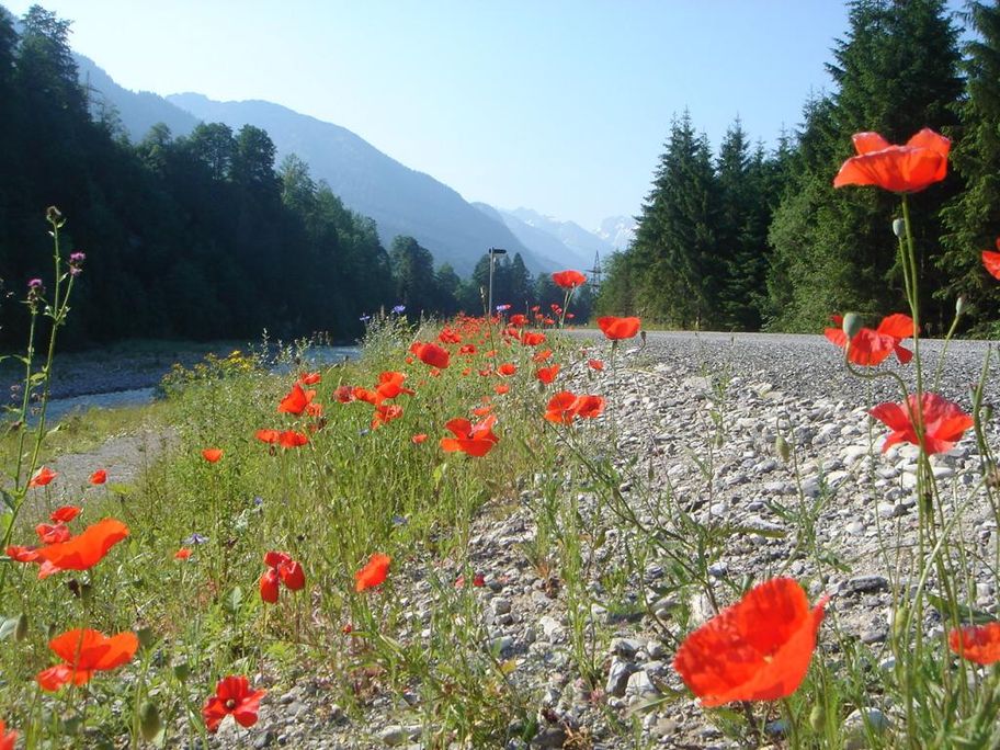 Mohnblüte am Illerdamm bei Fischen im Allgäu