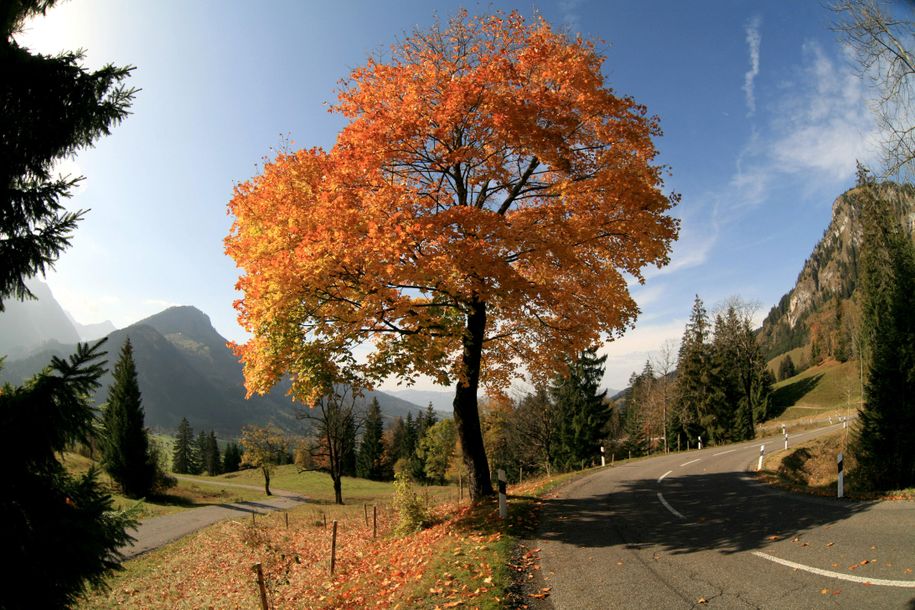 Hindelang_Herbst am Jochpass