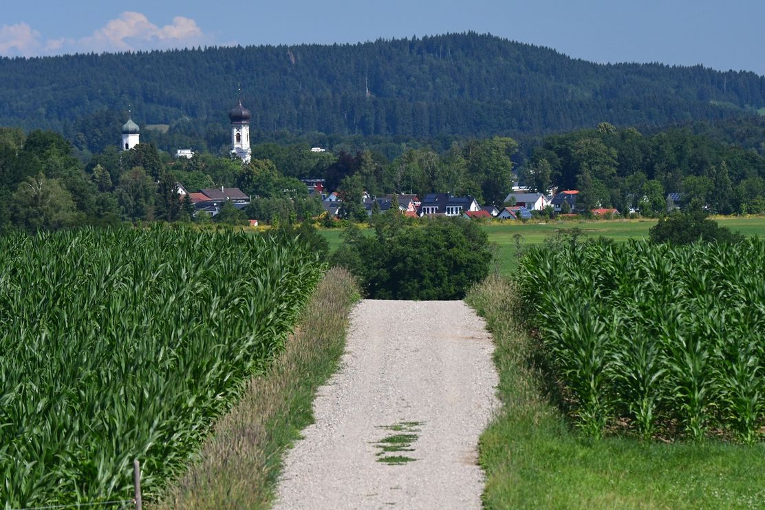 Weg nach Isny mit Maisfeldern