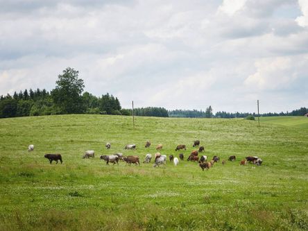 Ammersinn_Rinder_Wald_019