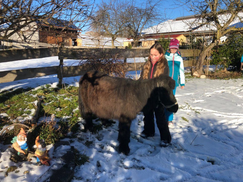 Die Ponys Oswald und Toni