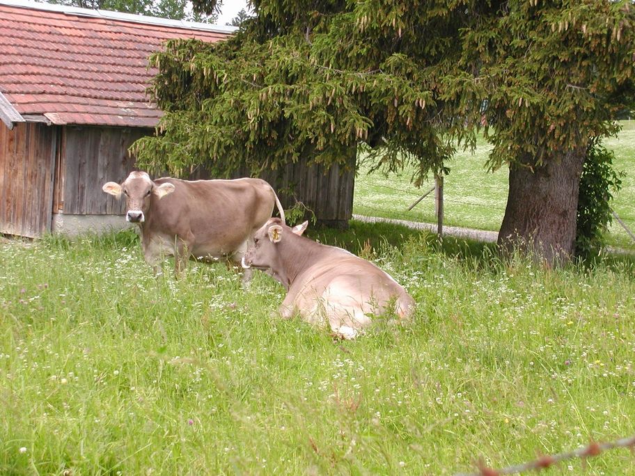 Braunvieh am "Grünen Pfad"