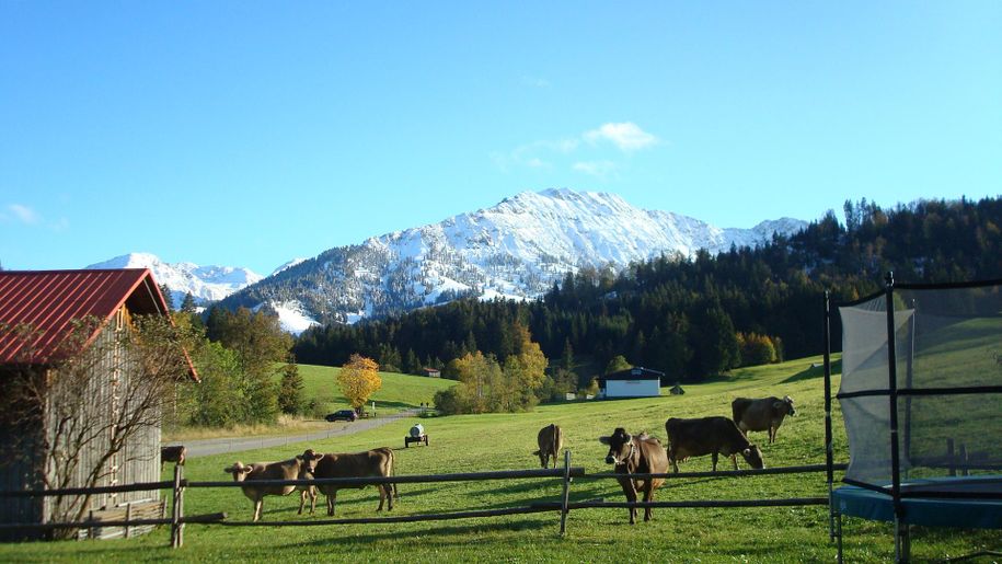 unsere Milchkühe