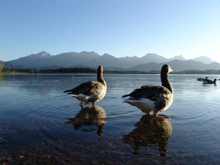 Radfernroute Bodensee-Königssee-Radweg Etappe: Nesselwang - Füssen