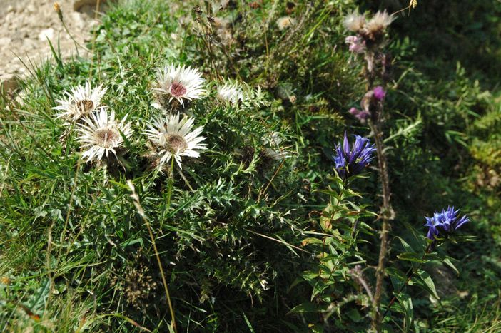 Silberdistel u Enzian